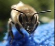 Powódź w Polsce dotknęła pszczelarzy