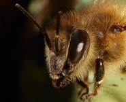 Oczy pszczoły inspiracją w tworzeniu sztucznej inteligencji