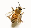 Dni Pszczoły we Francji